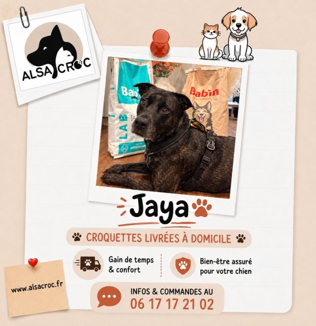 🐾 Prenez soin de ses articulations au quotidien ! 🐾Découvrez BAB’IN LAB ADULTE ARTICULAIRE, spécialement formulé pour les chiens adultes de moyenne et grande taille 🐶💚✨ Glucosamine & chondroïtine
🐟 Riche en Oméga 3 & EPA
🌿 Complexe de plantes ciblées
💪 Aide au maintien de la masse musculaire
⚖️ Énergie contrôlée pour préserver son poids de formeParce que des articulations bien accompagnées, c’est un chien qui profite pleinement de chaque balade ! 🐕🌿#BabinLab #AlimentationChien #ChienAdulte #Articulations #BienÊtreAnimal NutritionCanine ChienEnForme DogLovers