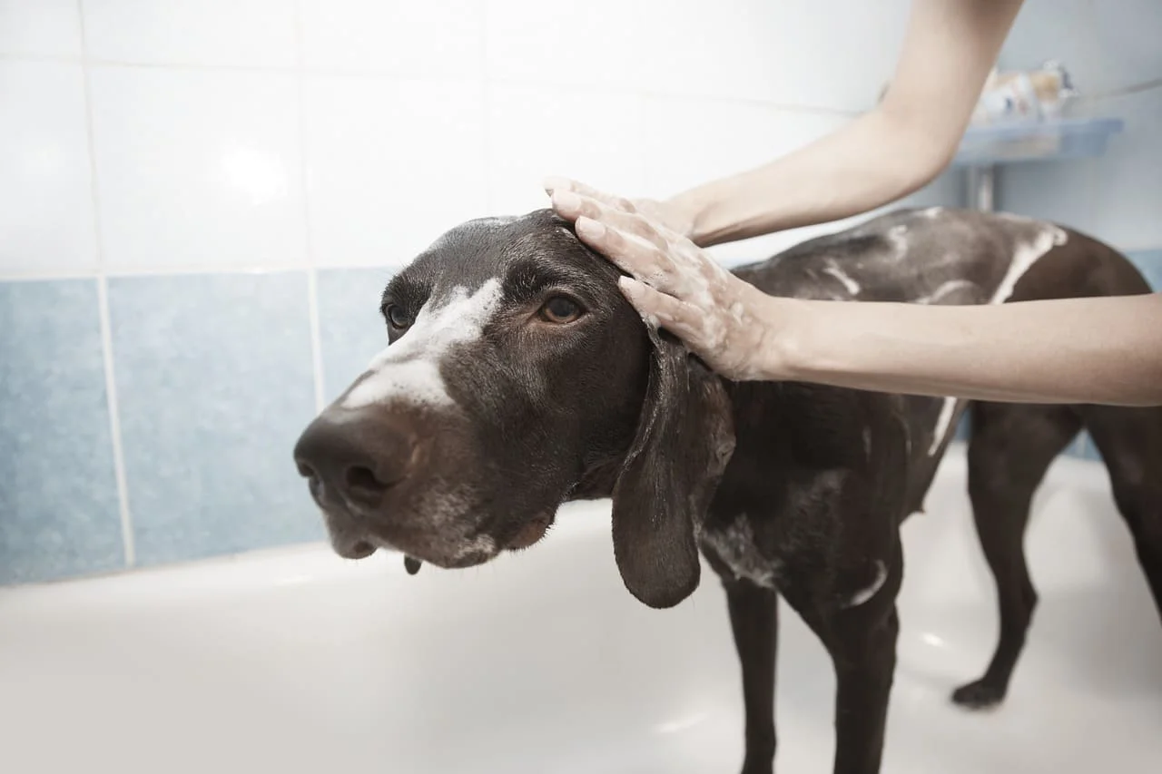 Laver son chien