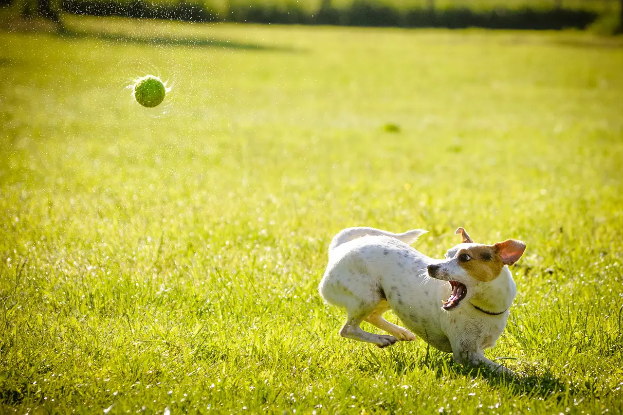L’alimentation du chien actif/sportif