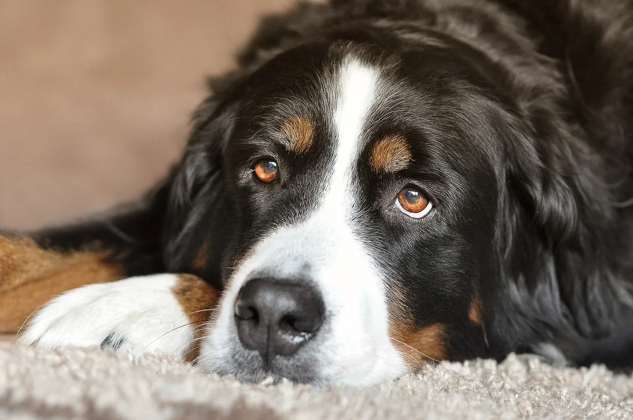 Votre chien refuse de manger ses croquettes : que faire ?