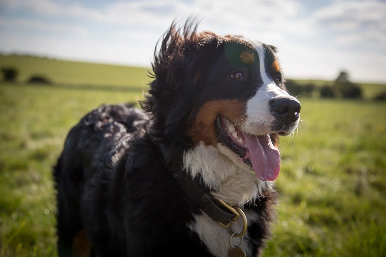 L’alimentation du chien
