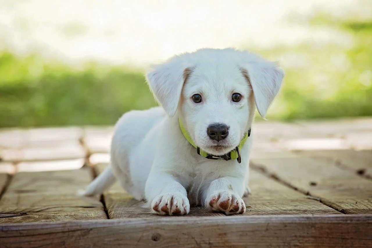 Alimentation du chiot de petite et moyenne race